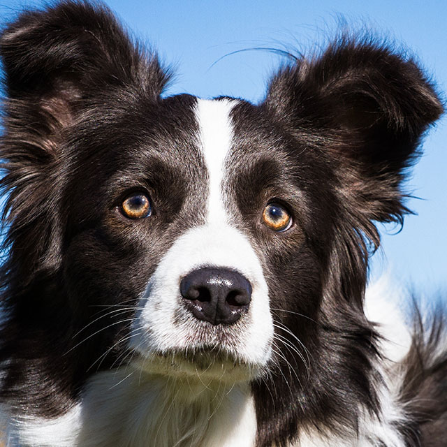 A imagem mostra um cachorro border collie com pelos pretos e brancos; olhos castanhos e olhar ao horizonte